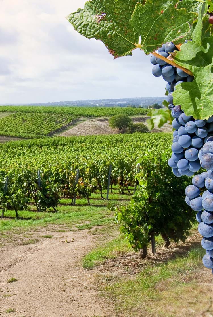 Photo de Vignoble Bourgogne Centre