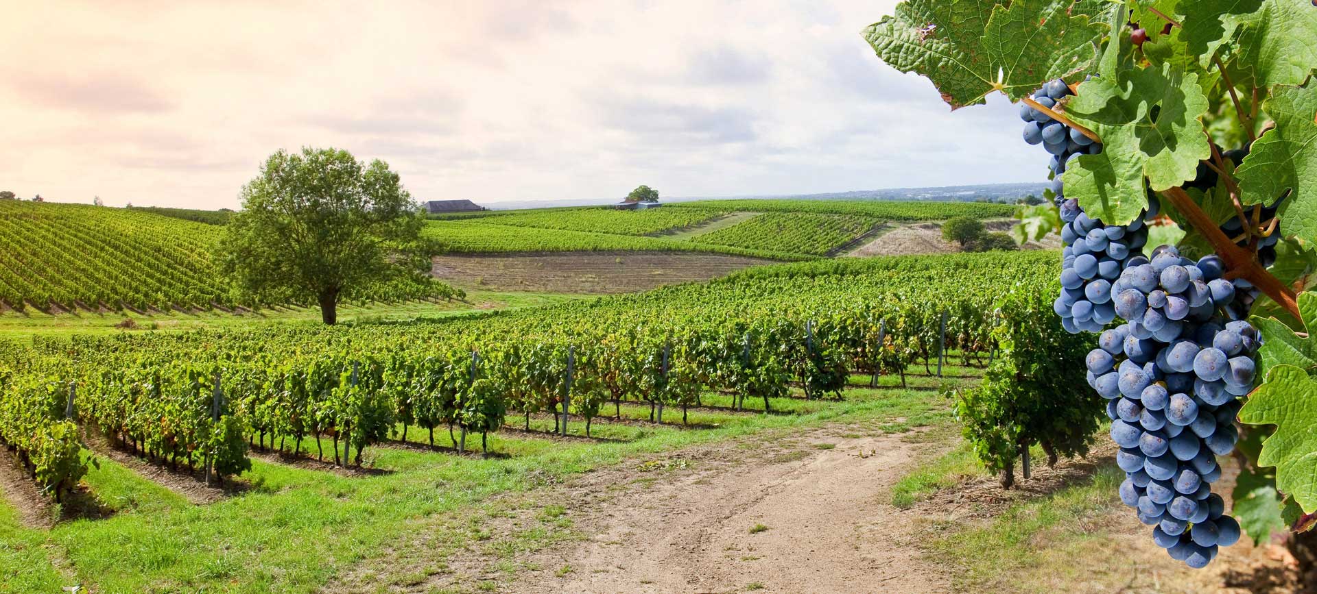Photo de Vignoble Bourgogne Centre