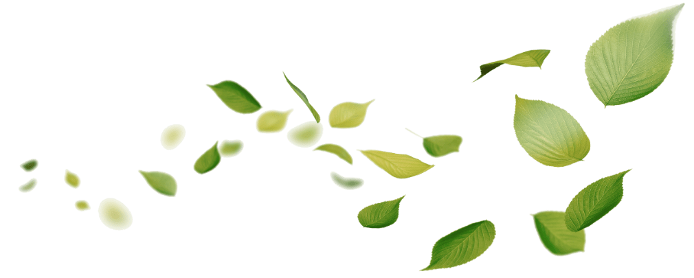 Image feuilles environnement engagements LACOSTE Dactyl Bureau & École